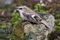 Small image of A brown creeper perched on a stone.