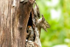 Small image of Two adult brown creepers feed juvenile birds that are nesting on the trunk of a tree.