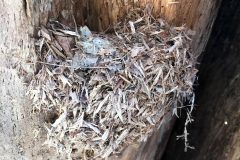 Small image of A brown creeper's nest made of leaves and woody debris.