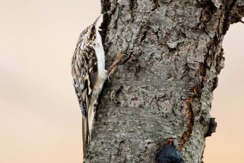 A brown creeper hugs close to a tree.