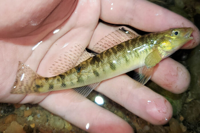 Logperch, a light olive color with black stripes, sits in a person's hand.