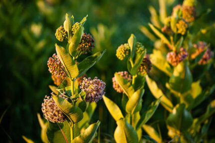 Milkweed plants show broad opposite leaves and pink-purple balls of flowers.