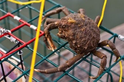 A common spider crab rests on top of a metal cage, painted green and red.