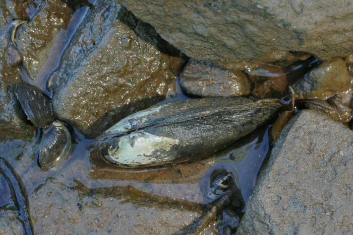 An eastern pondmussel is half submerged in water in between rocks and mud.