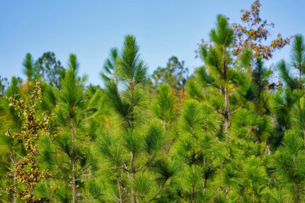 A forrest of longleaf pines with a blue sky.