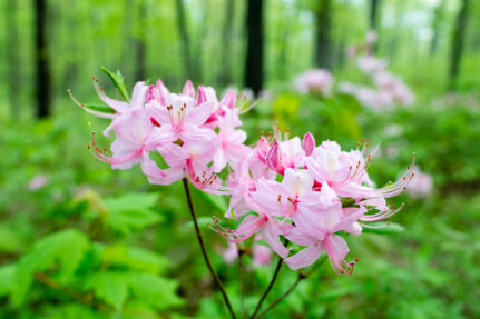 Pink flowers in bloom curling upwards.