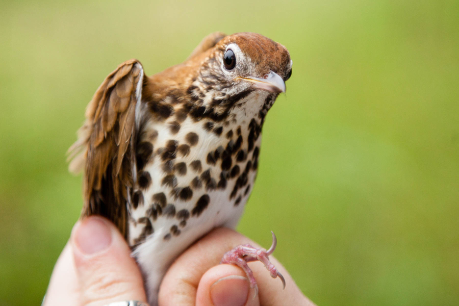 Small, reddish-brown bird with a spotted belly stands on a person's hand