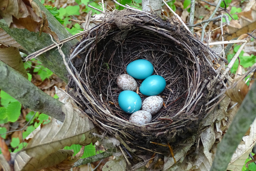 Three blue eggs and three white and brown spotted eggs sit in a bird nest.