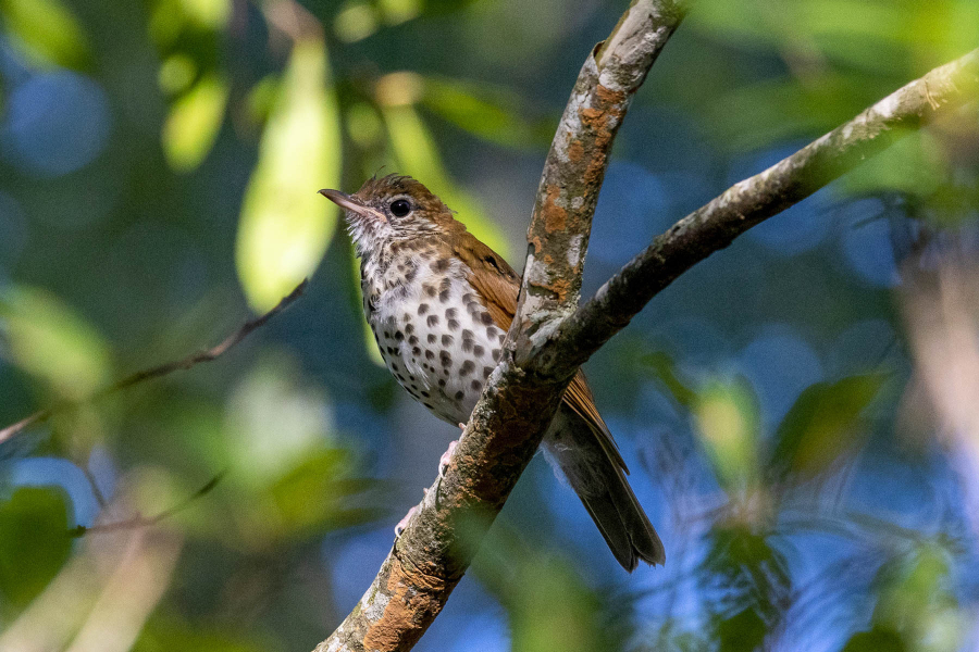 Reddish-brown bird with black spots on belly sits perched on a branch