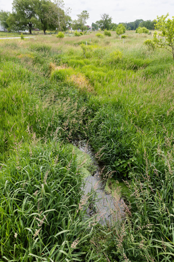 Dense grass surrounds a small stream planted with young trees.