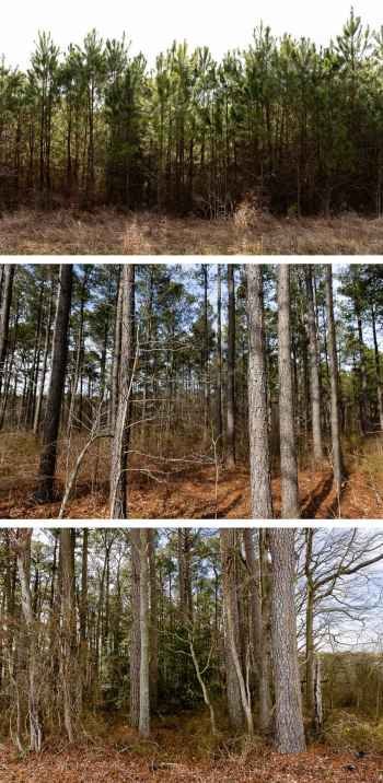 Three photos show a thick group of shorter, green trees, a middle group of medium-sized tree trunks and a third group of thick, tall pine trees.