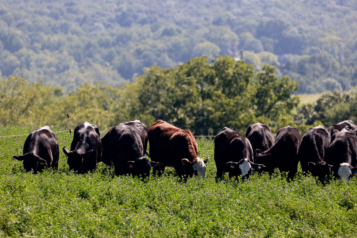 Around ten dark cows eat grass on a field.