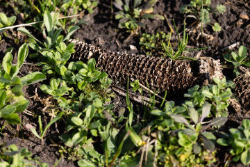 A dry corn husk lies on the ground, surrounded by small green plants.