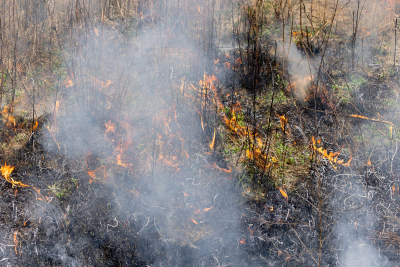 A closeup of flames amid burned and unburned grasses.