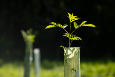 A thin stem with four leaves pops out of the top of a tube encasing the tree.