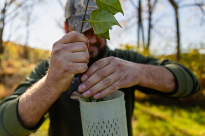 A photo of a worker tending to a planted tree