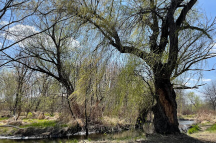 Dark bark with leaves covering branches.