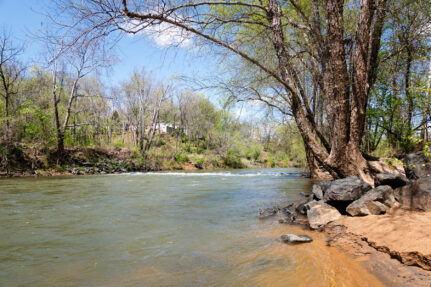 Trees growing along the banks of the Rivanna River, known as a riparian forest buffer, are critical for the health of the waterway.