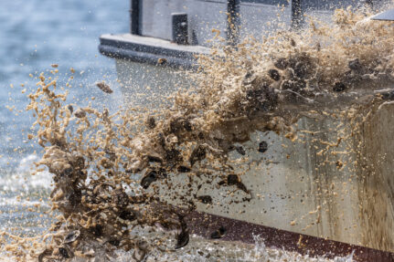 Oysters being dumped from a boat.