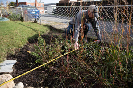 A fence separates a yard from pavement and other buildings. In the yard, a an uses a tape measure while inspecting an area with plants and mulch which stands out from the grass lawn covering the rest of the yard.
