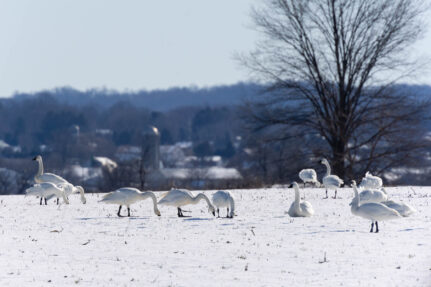 Tundra swans stand in thin snow with a rural town and farm silos in the distance.