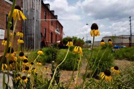 Yellow coneflowers and other native plants bloom in a rain garden in front of Lancaster Brewing Company in Lancaster, Pennsylvania.