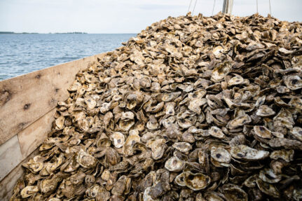 Oyster shells piles onto a boat.