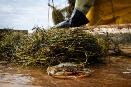 Blue crab on board a boat with patch of grass behind it.