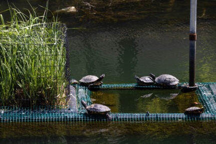 Six turtles sit on half of a platform in the water.