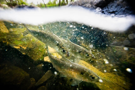 Three silver alewife swim underwater