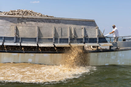 Oysters being unloaded for a cargo boat.