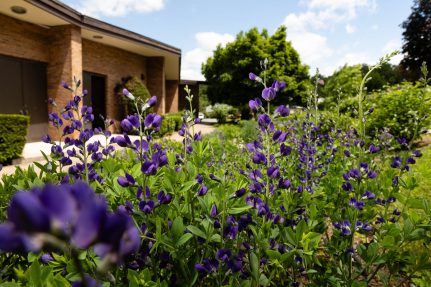 Purple flowers and green vegetation bloom during spring near a brick building.