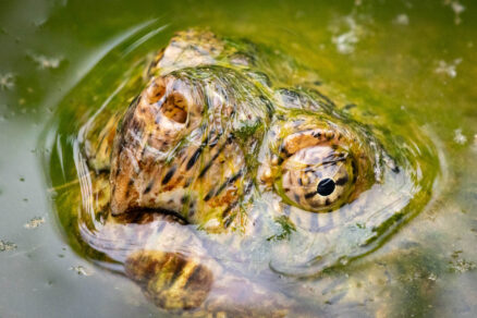 A common snapping turtle pokes its head out of the water.