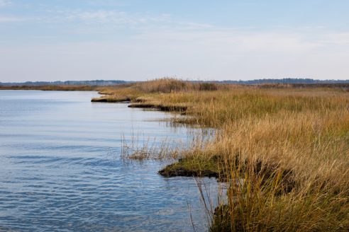 Salt marsh wetlands eroding into the Bay.