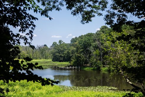 A slow-moving creek lined by threes and green wetlands.