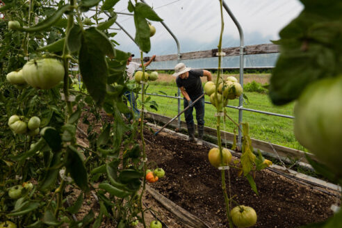 Tomatoes growing on vines in the foreground with farmer in the background tending to the soil.