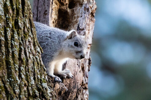 Light grey squirrel sits in a tree.