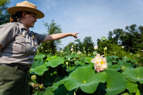 Interpretive ranger Chelcey Nordstrom points out double lotus flowers blooming at Kenilworth Park and Aquatic Gardens in Washington, D.C., on July 20, 2017.