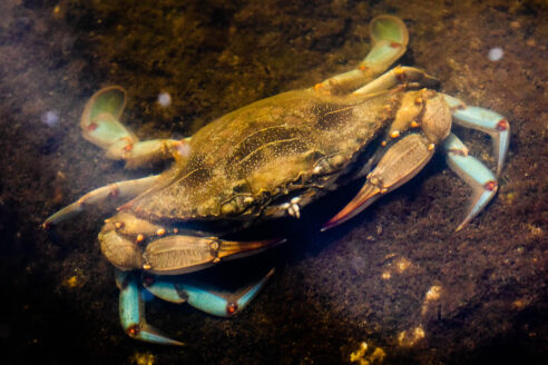 Blue crab on the muddy floor of the Bay.