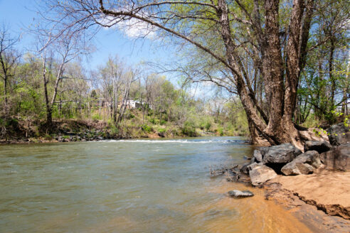 Trees growing along the banks of the Rivanna River, known as a riparian forest buffer, are critical for the health of the waterway.