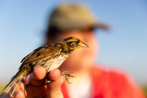 A saltmarsh sparrow is held by a researcher.