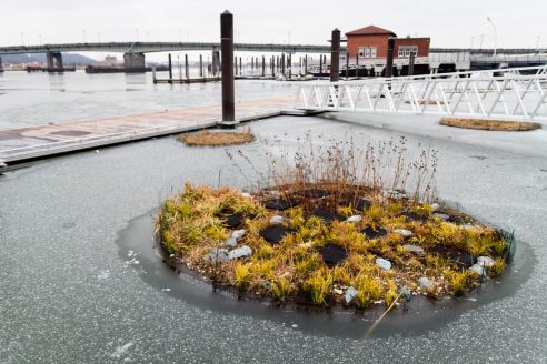 A floating wetland is a patch of vegetation encircled by icy water near the main body of the Anacostia River.