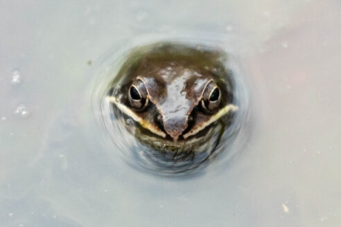 A wood frog sticks it head above the surface of the water. It can be identified by the characteristic black marking on its face that resembles a robber’s mask and white upper lip. The frog is surrounded by water.