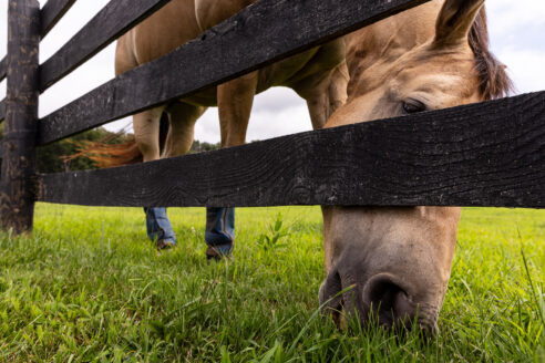 A horse bends down to eat grass behind a fence.