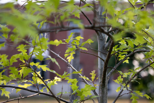 A closeup of oak leaves with a school building beyond.