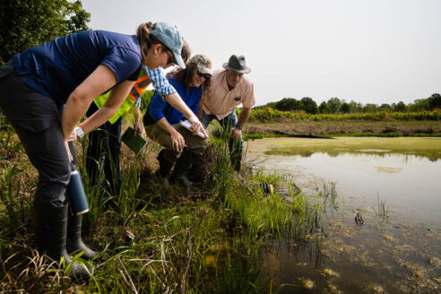 A group of people stand in a wetland and look into the water, spotting fish life.