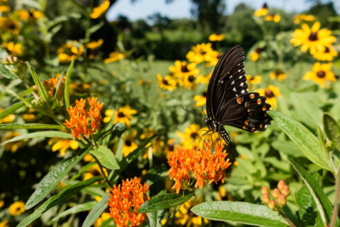 A black butterfly with white spots visits a field of orange and yellow flowers.