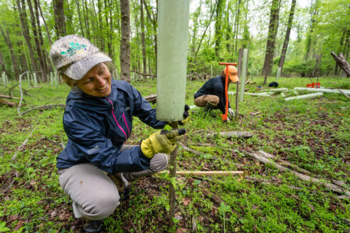 Sally Claggett places a plastic tree tube on a sapling planted in a forest