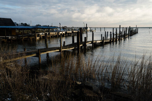 Plants on the shoreline are the only sign of life among the quiet wooden docks.