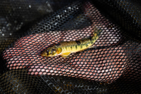 A photo of a Chesapeake logperch caught in a biologist's hand